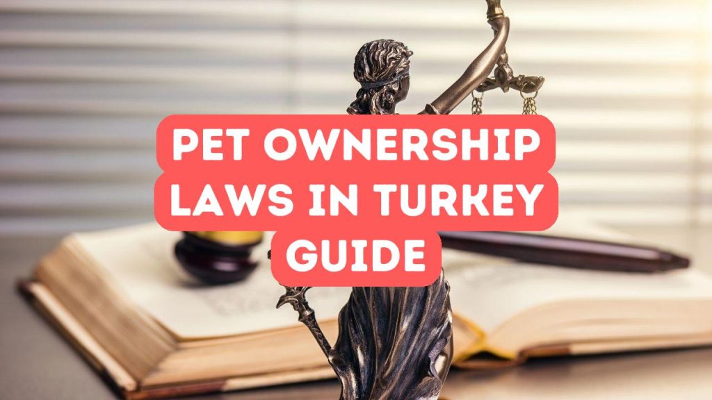 Türkiye’de evcil hayvan sahipliği yasalarında ve desteklerinde gezinme